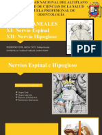 Nervios Espinal e Hipogloso