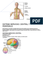 Sistema Nervioso Central y Periferico