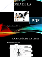 Anatomia de La Ubre