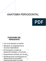 Anatomia Periodontal