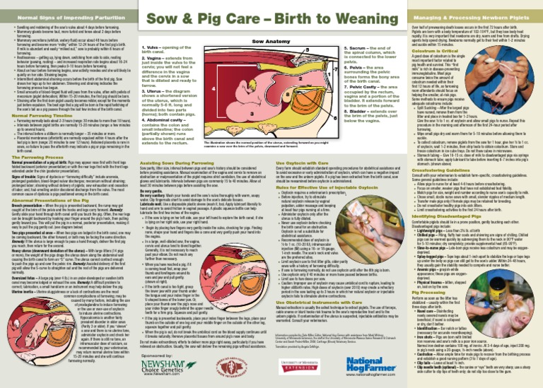 Sow Farrowing Guide | PDF | Domestic Pig | Vagina