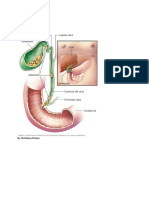 Gallstones: by Christiana Moore