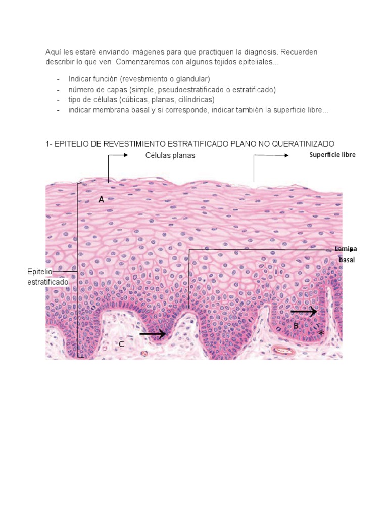 Lamina De Epitelio Escamoso Estratificado Queratinizado Atlas De