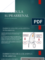 Glandula Suprarenal