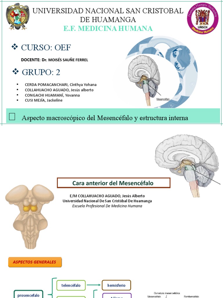 Anatomía Del Mesencéfalo - Exposición | PDF | Órgano (anatomía ...