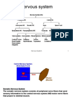 Nervous System