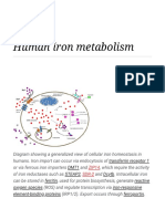 Human Iron Metabolism - Wikipedia