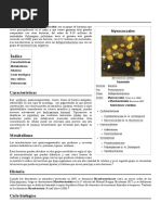 Mixobacteria