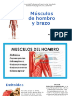 Sistema Muscular