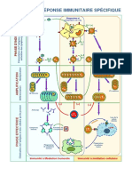 Bilan de La Reponse Immunitaire Spécifique