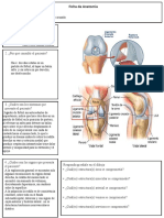 ligamento