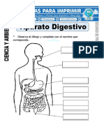 Ficha-de-Aparato-Digestivo-para-Segundo-de-Primaria.doc