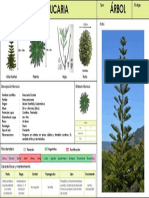 Araucaria - Milagros Amorin PDF