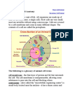 Animal Cell Anatomy: Plant Cell Printout Bacterium Cell Printout