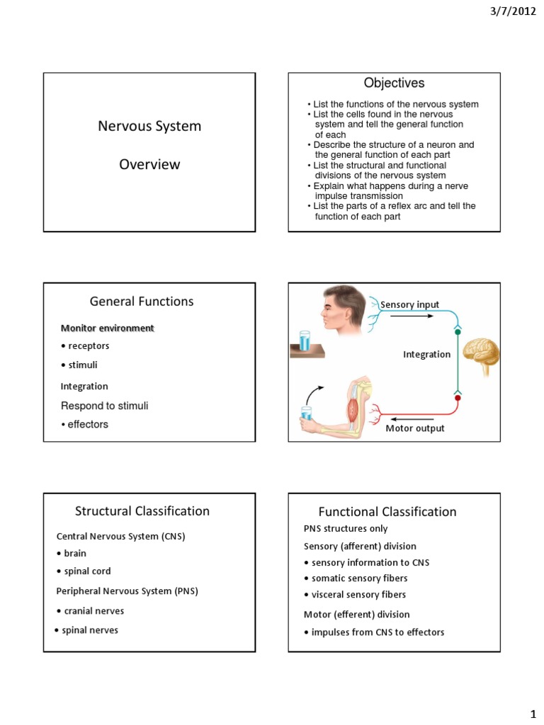 Nervous System Functions and Structure | PDF | Neuron | Axon