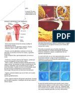 Taller Descargable Reproducción Humana PDF