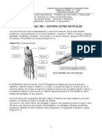 16- PIE-OSTEOARTICULAR