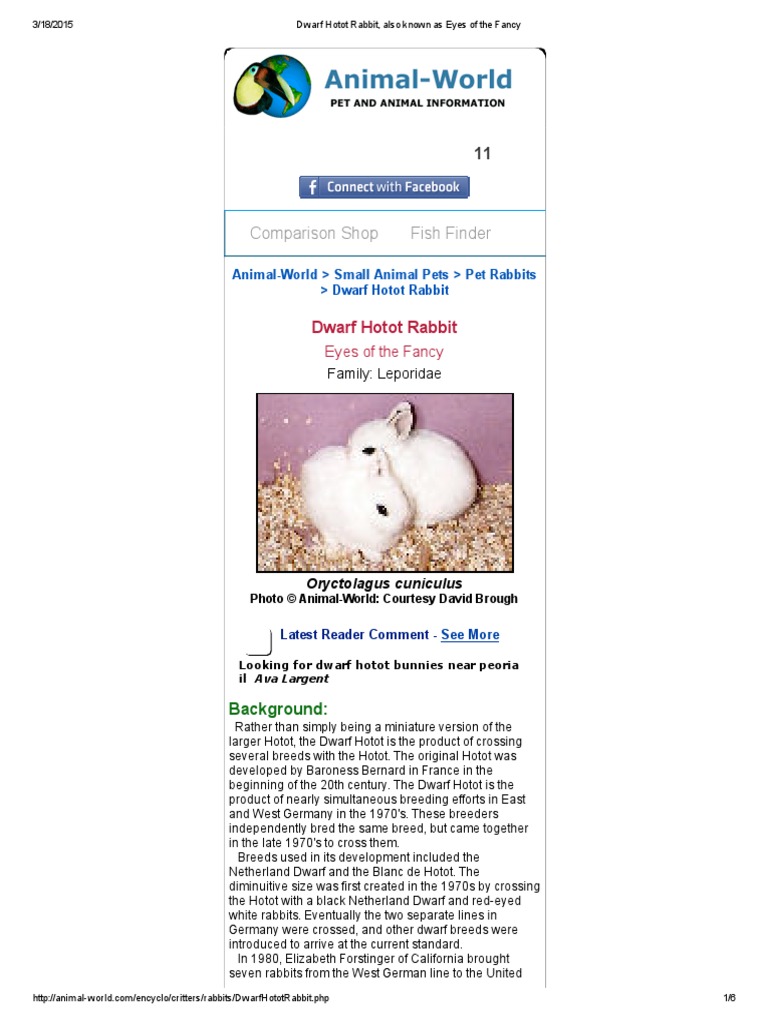 Dwarf Hotot Rabbit, Also Known As Eyes of The Fancy | PDF | Rabbit ...