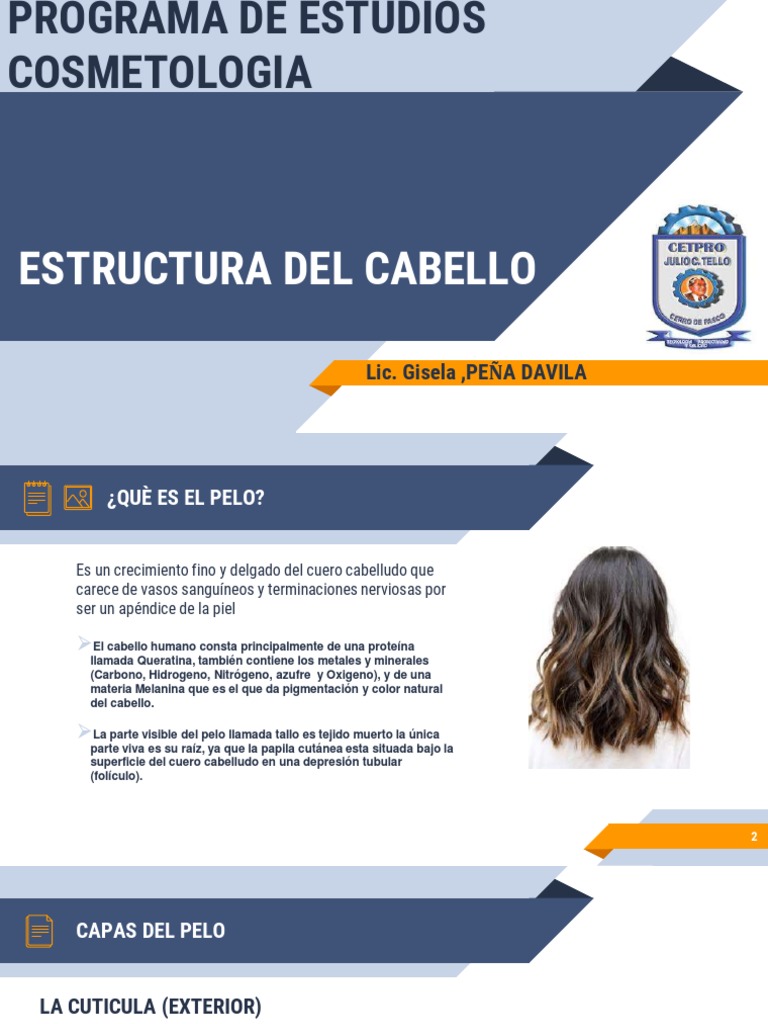 Estructura y partes del cabello humano | PDF | Pelo | Piel