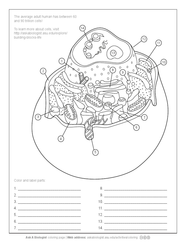 Printable Human Cell Coloring Pages