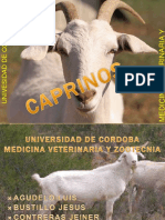 caprinos-110514092136-phpapp01.pdf