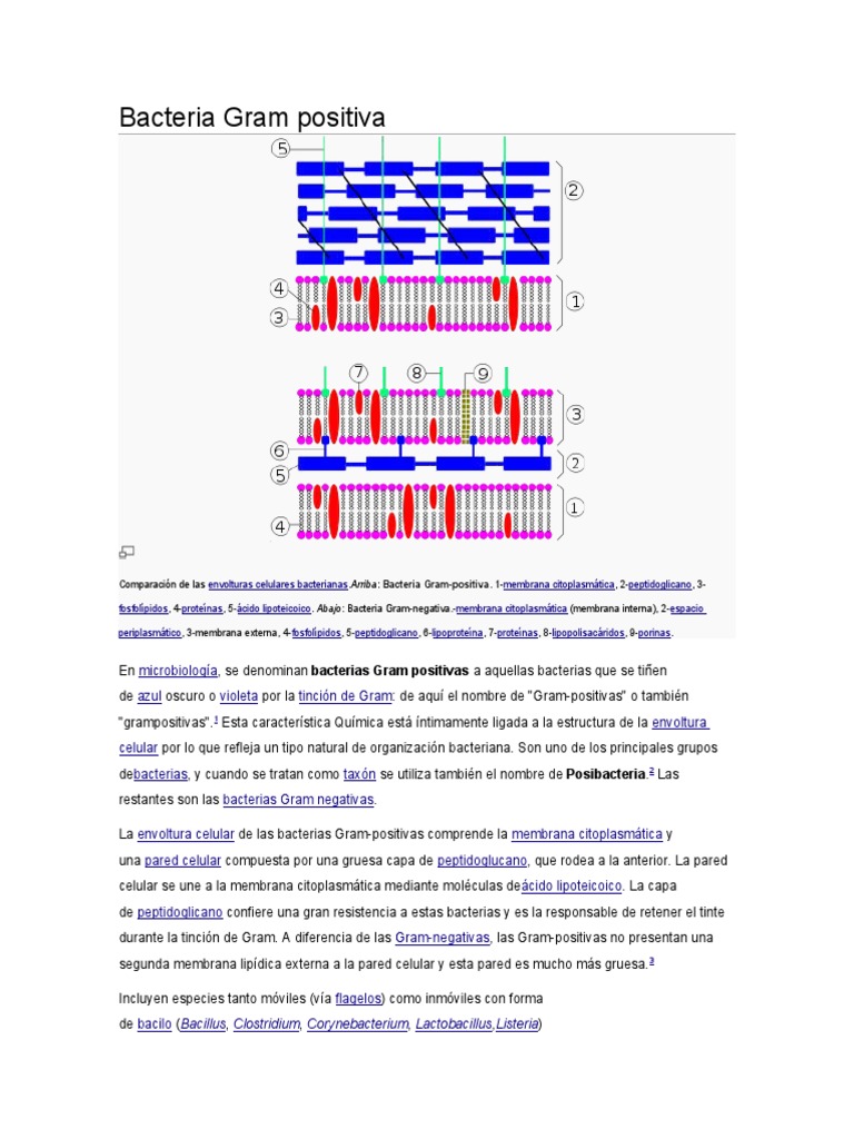 Bacteria Gram Positiva | PDF | Bacterias Gram Positivas | Biotecnología
