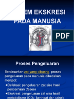 Sistem Ekskresi Manusia