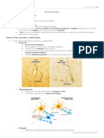 01_Neuroanatomía_resumen_incompleto.pdf