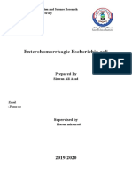 Sirwan Ali Enterohemorrhagic-Escherichia-coli