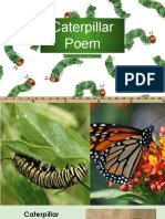 Caterpillar Poem