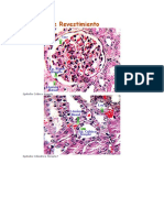 Atlas de Histologia 1