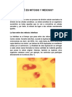 Meiosis y Mitosis