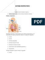 Sistema Respiratorio