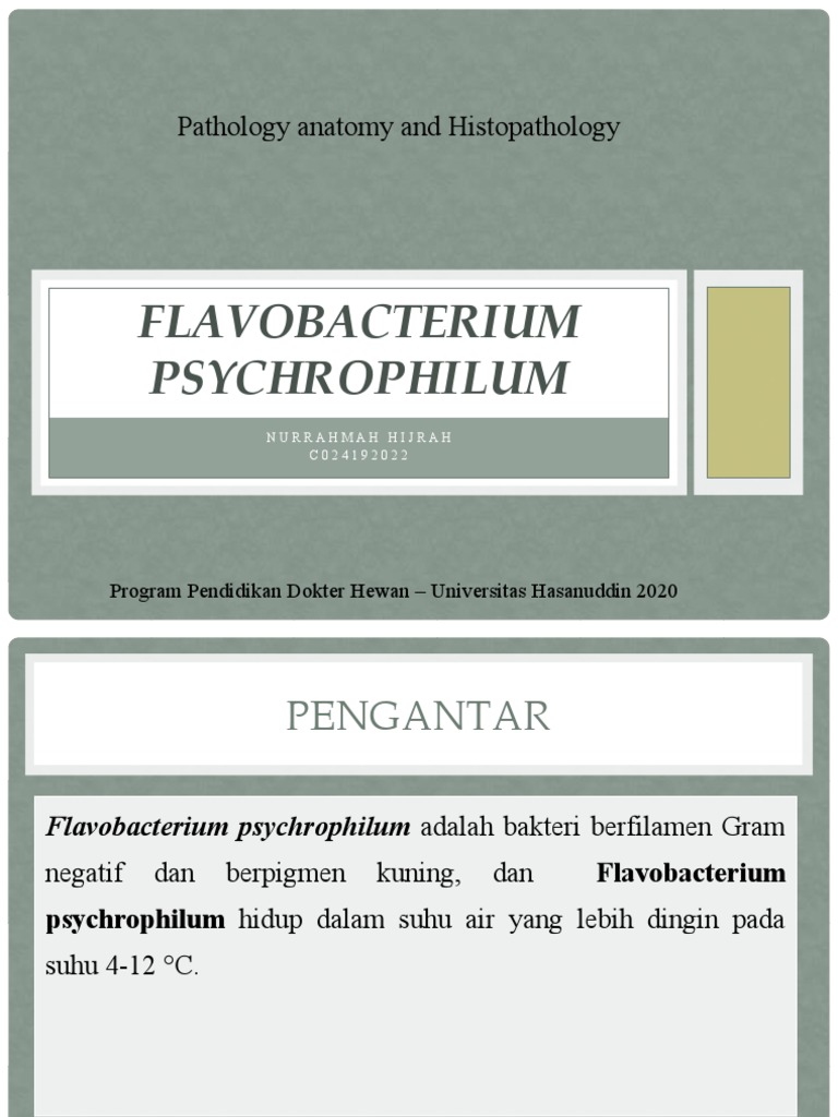 Flavobacterium Psychrophilum | PDF