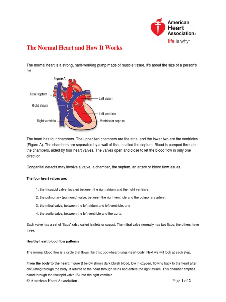 Structure and Function of the Heart | PDF | Heart Valve | Ventricle (Heart)