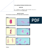 Relatorio Aula Pratica Mitose