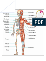 MUSCULOS Y HUESOS