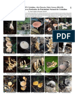 Brasil Fungi of RPPN Cristalino, 2016