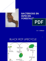 Bacteriosis en Especies Forestales