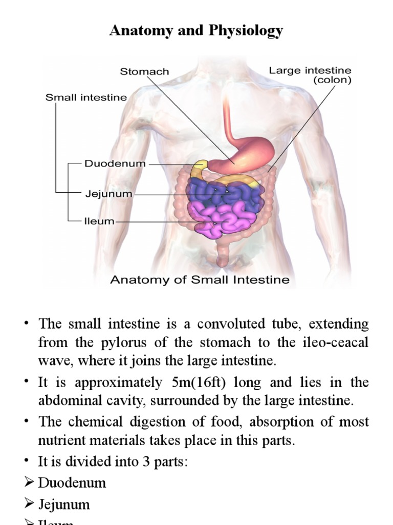 Ileostomy | PDF | Small Intestine | Digestive System