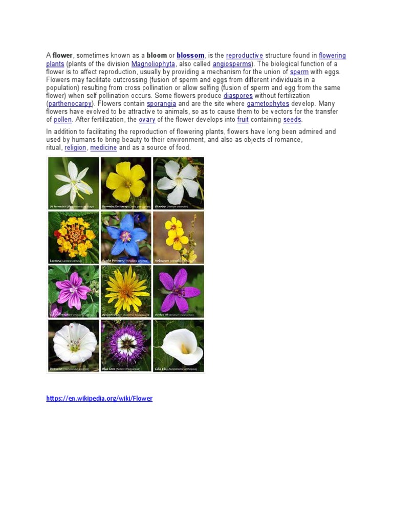 Reproductive Flowering Plants Magnoliophyta Angiosperms Sperm | PDF ...