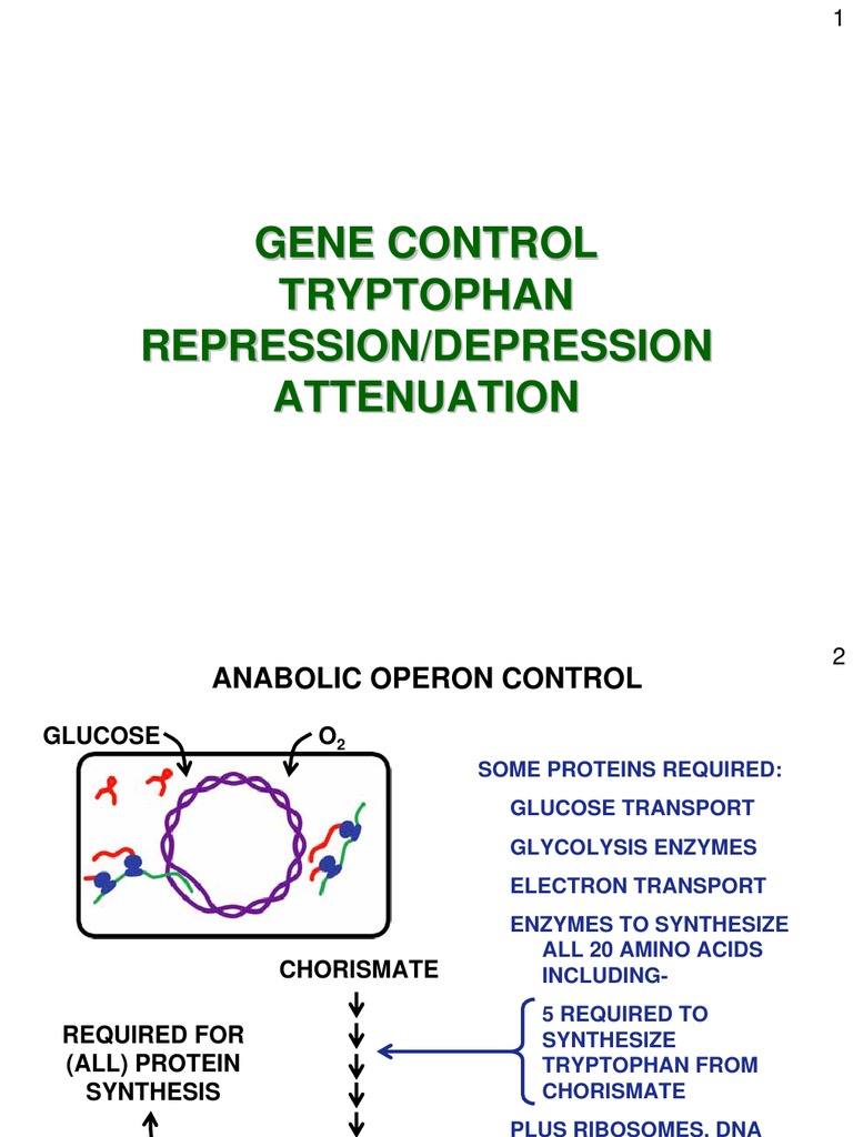 Tryptophan Operon Regulation Mechanisms | PDF