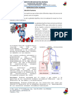 Hormonas en La Reproducción Humana