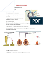 Esponjas o Poríferos