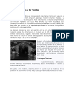 Ultrasonido Tiroides: Dimensiones, Características y Patologías