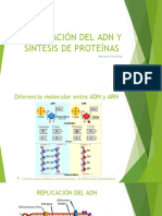 Replicación Del Adn y Síntesis de Proteínas