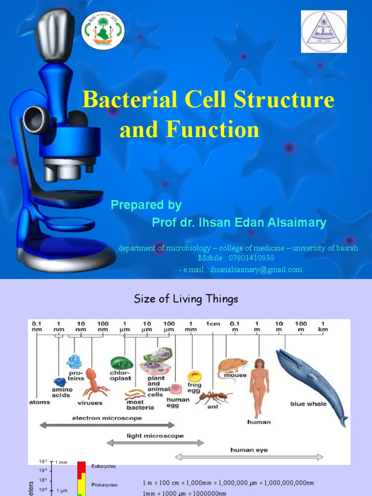 Bacterial Cell Structure Overview | PDF | Cell Membrane ...