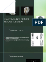 Anatomía del primer molar superior