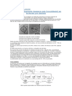 Coccidiosis Porcina