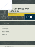 Pests of Maize and Sorghum: Presented By: Tehreem Afzal Roll No: 044 Presented To:Dr. Nousheen Zafeer